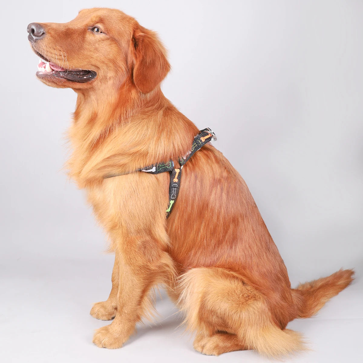 A colorful bone tripod pet dog harness for indoor and outdoor use