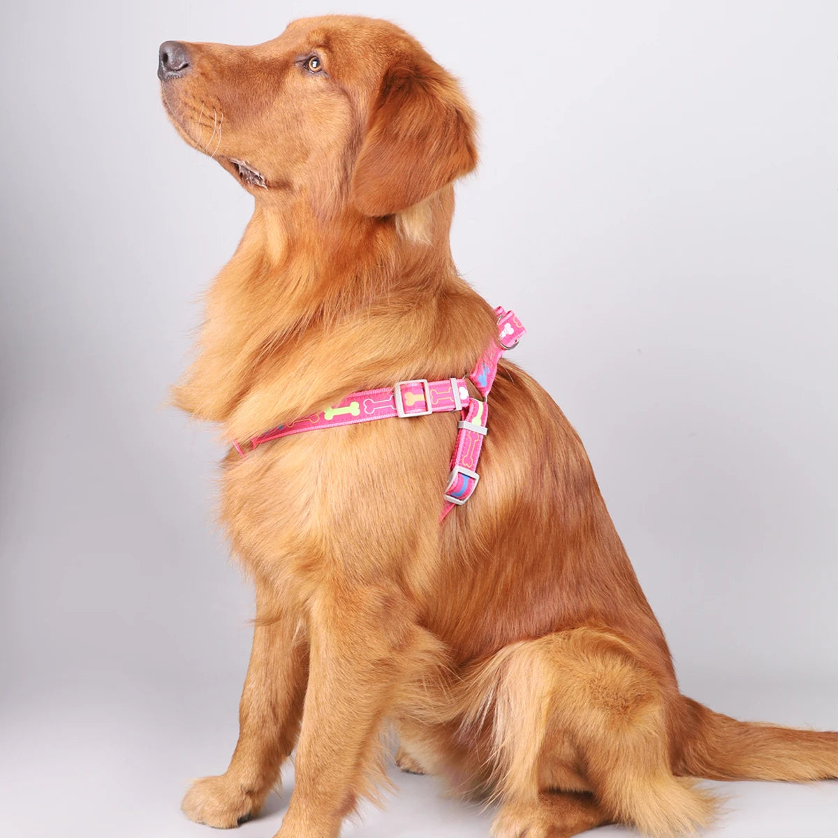 A colorful bone tripod pet dog harness for indoor and outdoor use