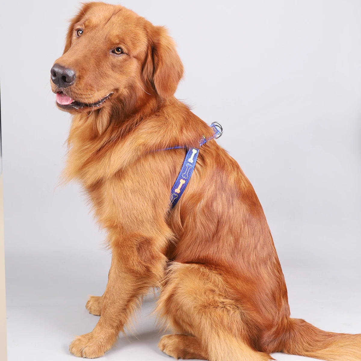 A colorful bone tripod pet dog harness for indoor and outdoor use