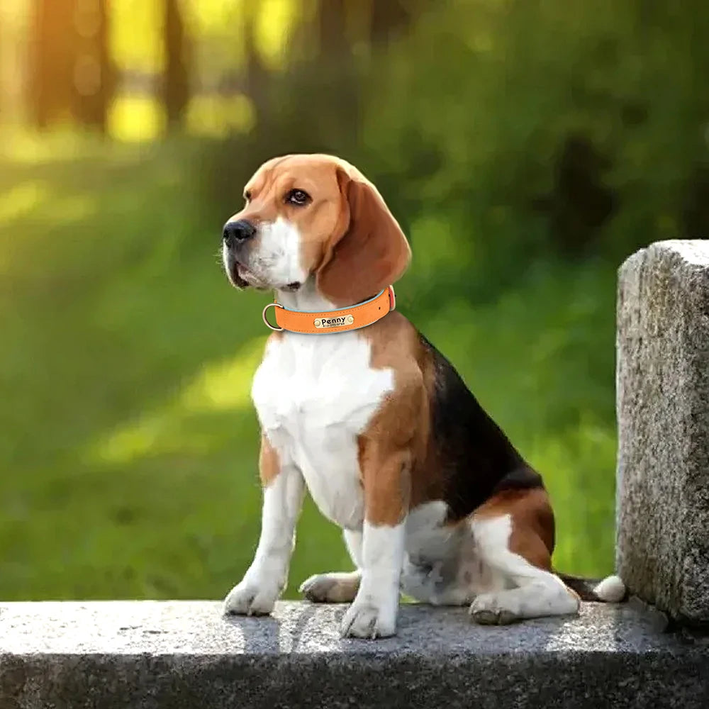 Collar personalizado de cuero PU con nombre grabado y acolchado suave. Para todas las razas