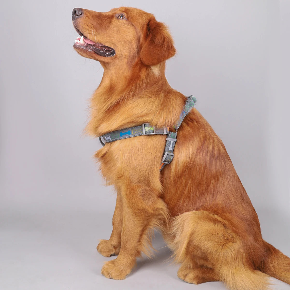 A colorful bone tripod pet dog harness for indoor and outdoor use